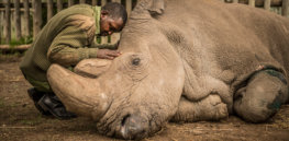 ami vitale rhino top photos