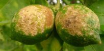 bg citrus greening glp