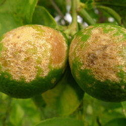 bg citrus greening glp
