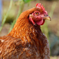 chicken