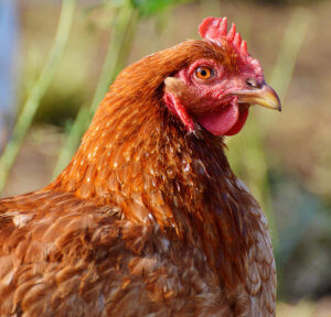 chicken