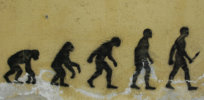 evolution on a wall