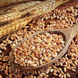 gluten sensibility b