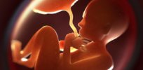 the placenta provides nutrition
