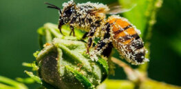 Environmental media, advocacy groups in uproar after EPA grants long-term approval for alleged 'bee-killing' pesticide sulfoxaflor. Here's what the science says