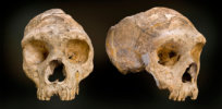 gibraltar neanderthal full width