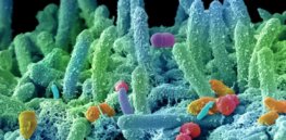 microbiome bacteria x header
