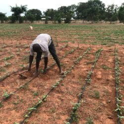 bt cowpea fields