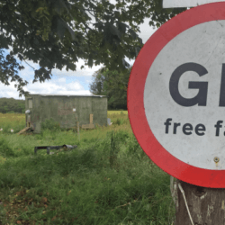 gmo picture