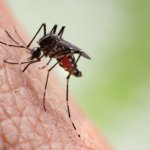 mosquito x