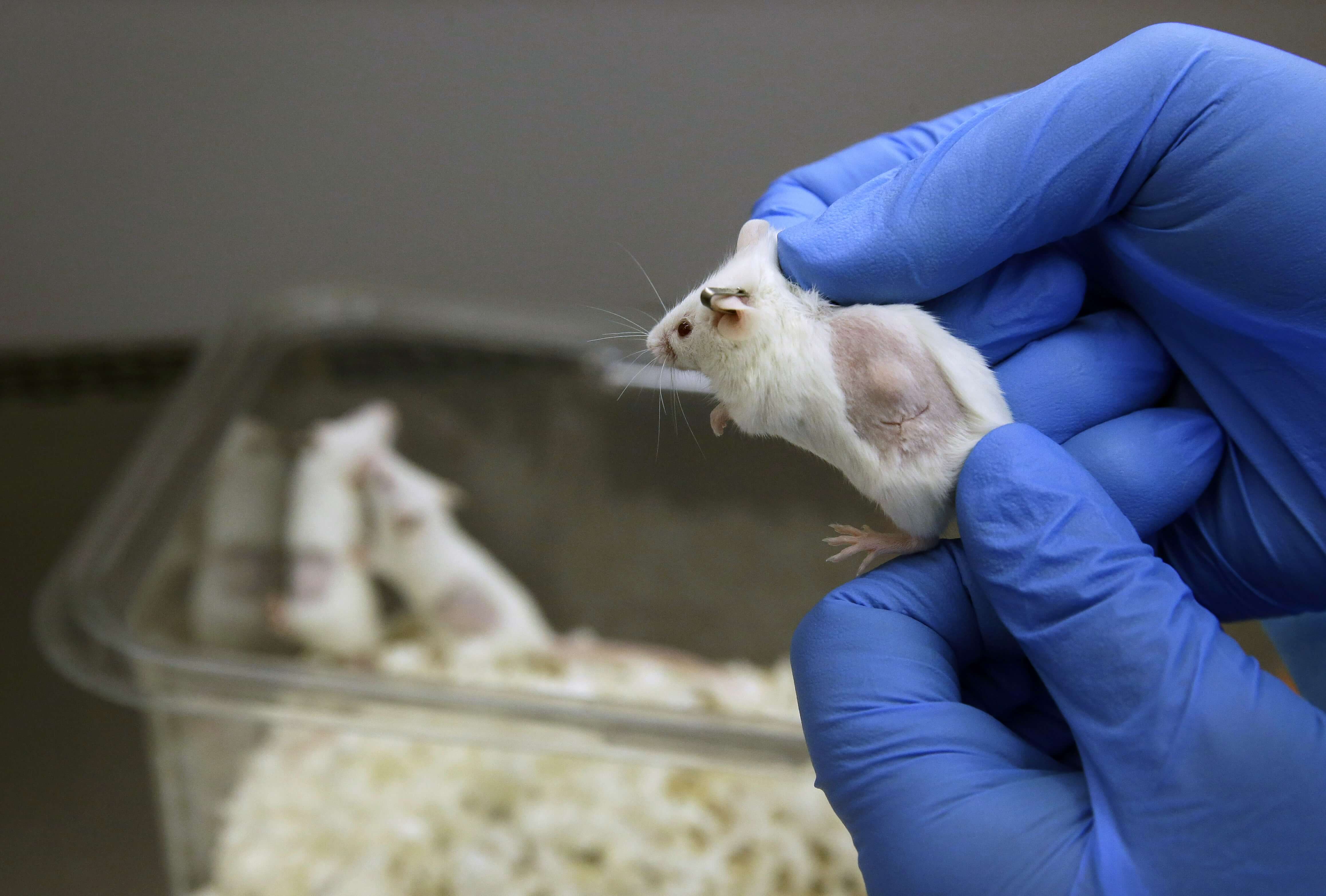 Viewpoint: Animal rights activists 'reckless' and 'inhumane' for pushing  back against animal testing to find an AIDS vaccine - Genetic Literacy  Project