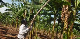 Plans to introduce GMO crops in disarray, legislators angry after Uganda's president rejects GMO cultivation law for second time