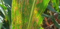 corn bacterial leaf streak backlit severe lesions