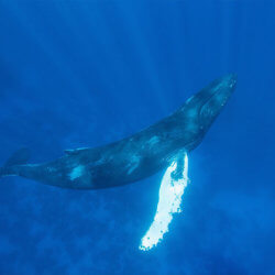 humpback whale