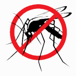 mosquito no