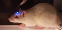 optogenetic rat x