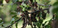 px apple tree with fire blight