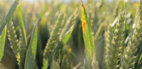 screenshot mild autumn increases virus threat to cereal crops farmers weekly