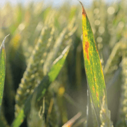 screenshot mild autumn increases virus threat to cereal crops farmers weekly