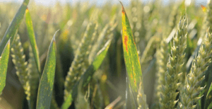 screenshot mild autumn increases virus threat to cereal crops farmers weekly