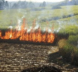 screenshot pub louisianaagriculturalburningandsmokemanagem pdf