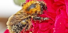Preventing spread of parasites, not cutting pesticide use, key to protecting bees