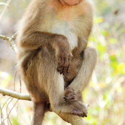 bonnet macaque macaca radiata photograph by shantanu kuveskar