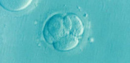 gene involved in embryo development identified using crisprcas