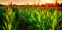 gmo corn field x