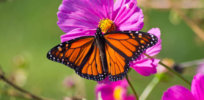 monarch butterfly x
