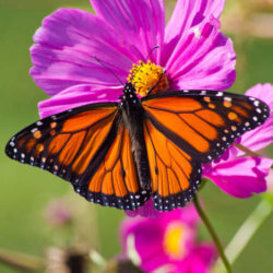 monarch butterfly x