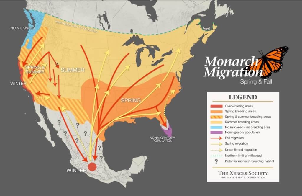 Monarch Migration 1 1024x664 
