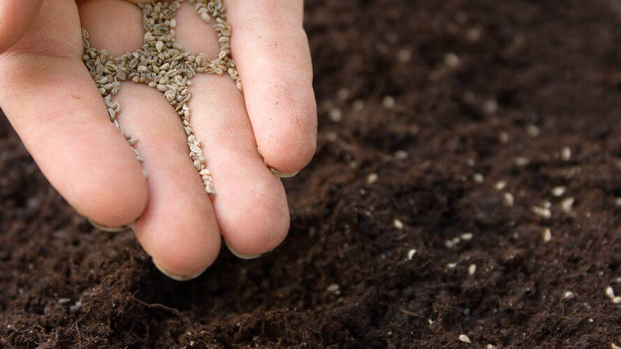 How one man made saving heirloom seeds his mission