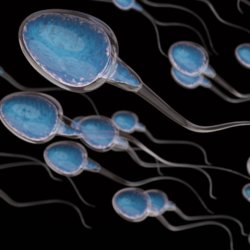 shutterstock sperm