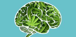 vpr vermont edition brain marijuana cannabis youth mental health istock feodora chiosea