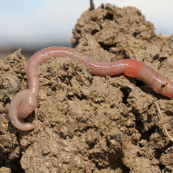 benefits to the soil by earthworms