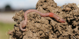 benefits to the soil by earthworms