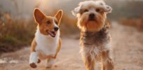 corgi and terrier running