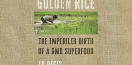 golden rice crop