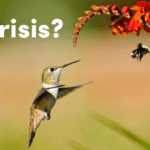 hummingbird bee crisis