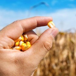 maize hand corn