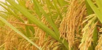 pcs natural golden rice plant non gmo heirloom high disease resistancehigh yield recrop high quality jpg q