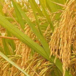 pcs natural golden rice plant non gmo heirloom high disease resistancehigh yield recrop high quality jpg q