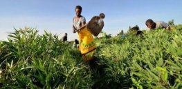 smallholder farmer in east africa x