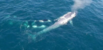 killer whales charge blue whale vin spd x