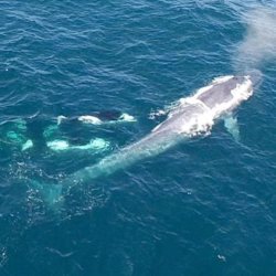killer whales charge blue whale vin spd x