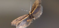 flying moth