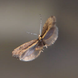 flying moth