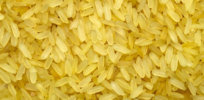 golden rice x