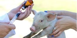 animal antibiotics use in the spotlight wrbm large